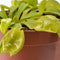 Dionaea muscipula 'Green Dog' (Venus Flytrap)