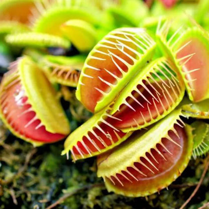 Dionaea muscipula 'Typical' (Venus Flytrap) – 7cm Pot