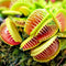 Dionaea muscipula 'Typical' (Venus Flytrap) – 7cm Pot