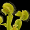 Dionaea muscipula 'Asmodeus' (Venus Flytrap)