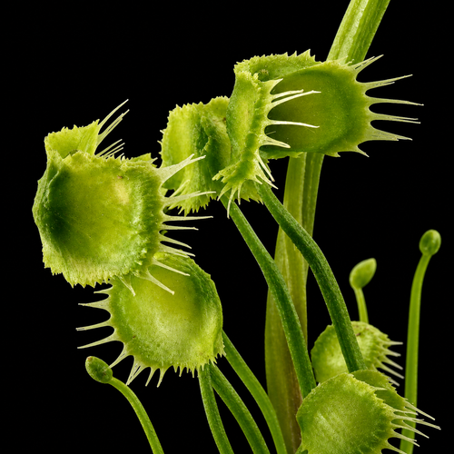 Dionaea muscipula 'Face Hugger' (Venus Flytrap)