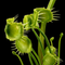 Dionaea muscipula 'Face Hugger' (Venus Flytrap)