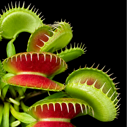 Close-up of a Venus flytrap with red and green colors on a black background