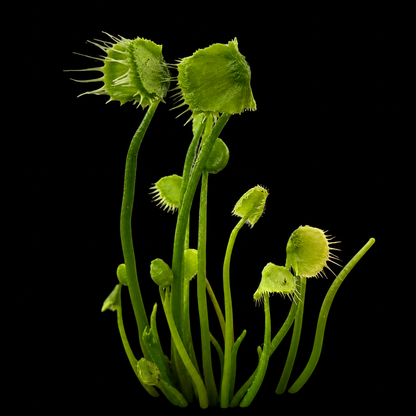 Close-up of a Venus flytrap plant on a black background