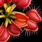 Dionaea muscipula 'Galaxy' (Venus Flytrap)