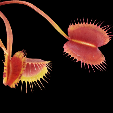 Close-up of a Venus flytrap plant on a black background