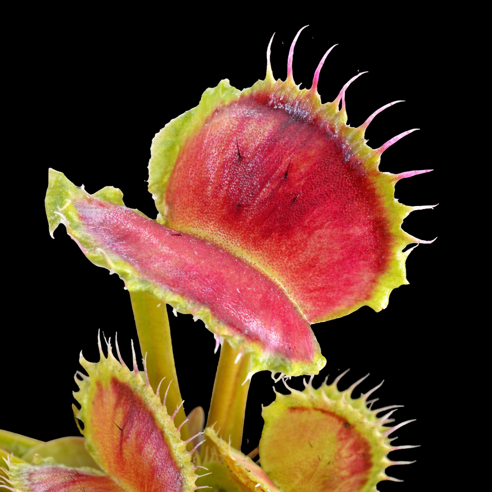 Dionaea muscipula – New & Back in Stock