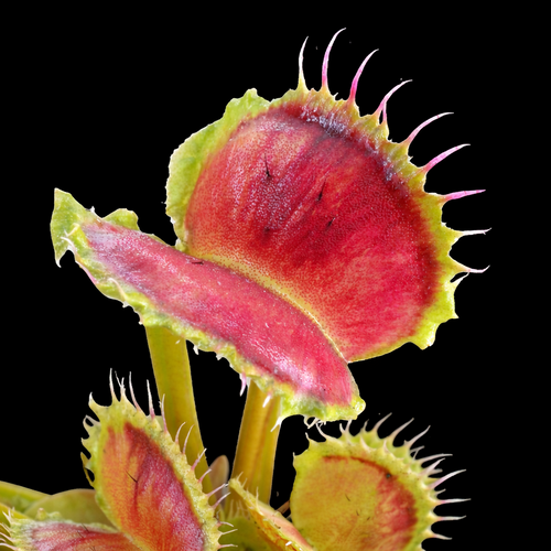 Dionaea muscipula 'Wave Clip' (Venus Flytrap)
