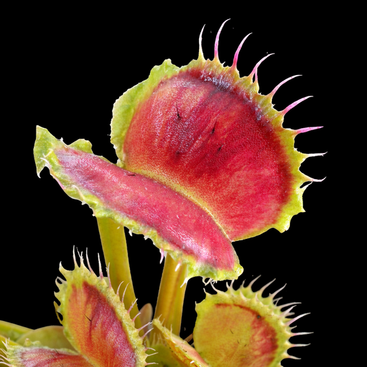 Close-up of a Venus flytrap with a black background