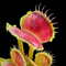 Dionaea muscipula 'Wave Clip' (Venus Flytrap)