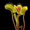 Dionaea muscipula 'Spider' (Venus Flytrap)