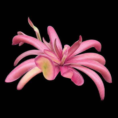 Pinguicula 'Down Under' (Butterwort)