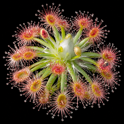 Drosera roseana (Pygmy Sundew)