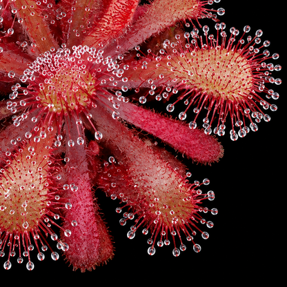 A close-up of a sundew plant with multiple pink and red sticky tentacles covered in clear droplets, set against a solid black background.