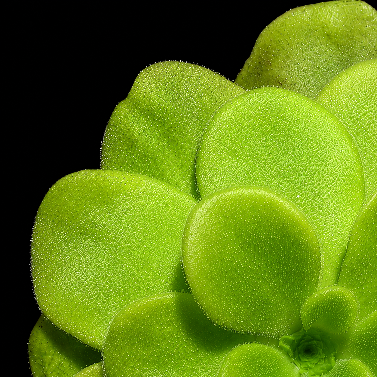 A close-up of bright green succulent leaves with a textured surface against a solid black background.