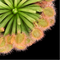 Drosera darwinensis (Petiolaris Complex Sundew)