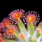 Drosera Fulva (Petiolaris Complex Sundew)