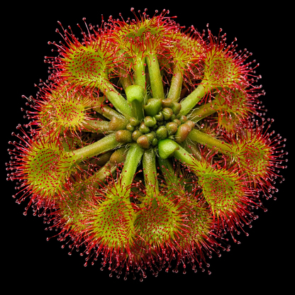 Close-up of a carnivorous plant with red and green colors on a black background