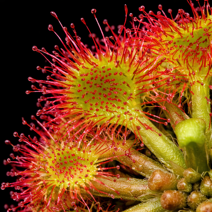 Close-up of a carnivorous plant with red and green colors on a black background