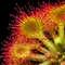 Drosera Rotundifolia (Sundew)