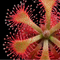 Drosera communis (Pink Sundew)