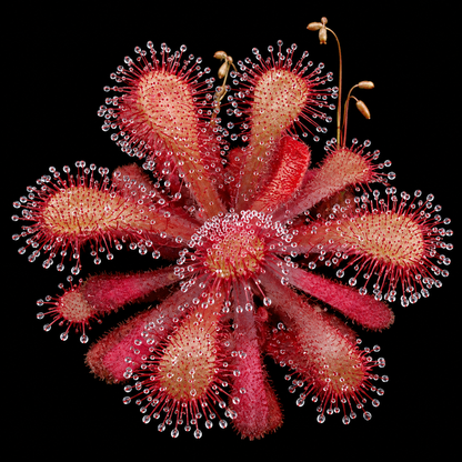 Drosera venusta (Elegant Sundew)