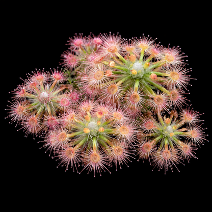 Drosera closterostigma (Sundew)