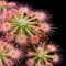 Drosera closterostigma (Sundew)