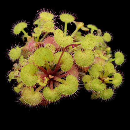 Close-up of a spiky green plant on a black background
