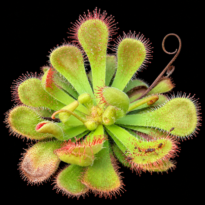 Drosera × corinthiaca (Sundew)