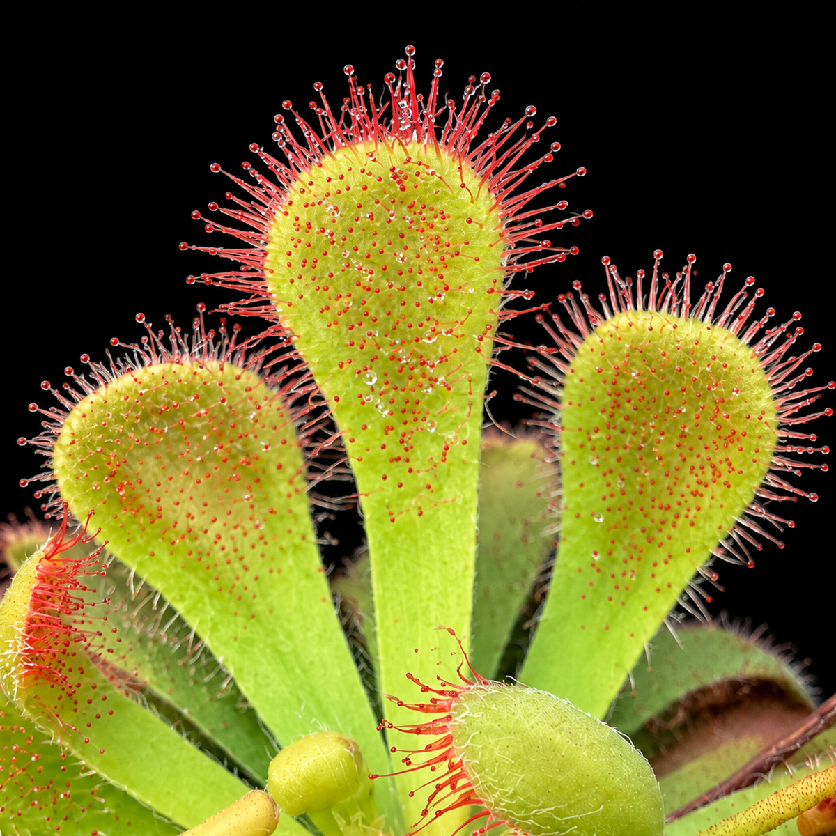 Drosera × corinthiaca (Sundew)