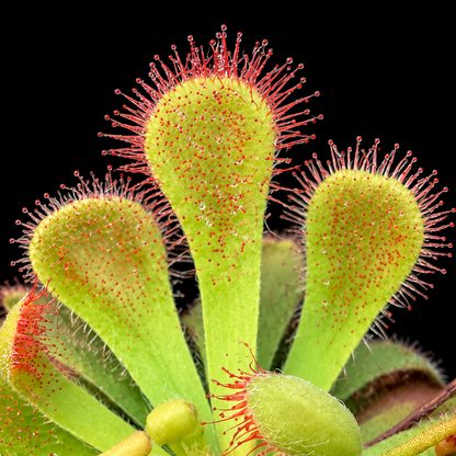 Drosera × corinthiaca (Sundew)