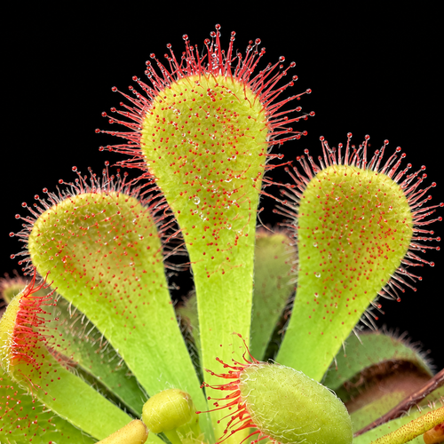 Drosera × corinthiaca (Sundew)