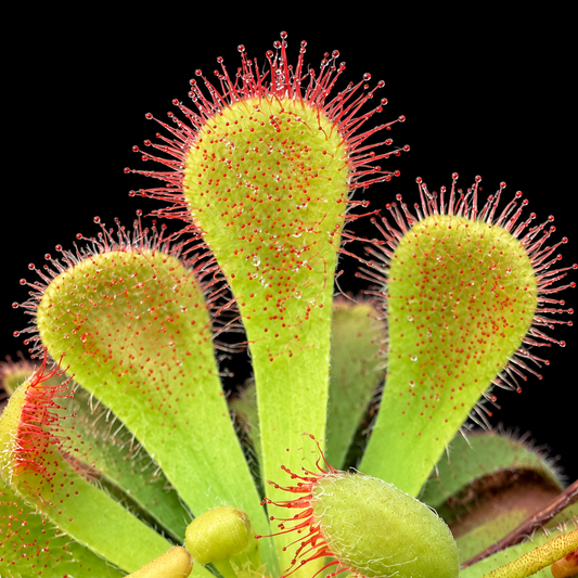 Drosera × corinthiaca (Sundew)
