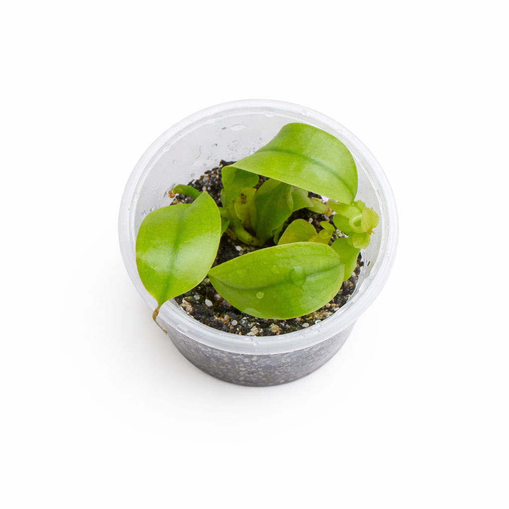 Nepenthes Hookeriana (ampullaria x rafflesiana)