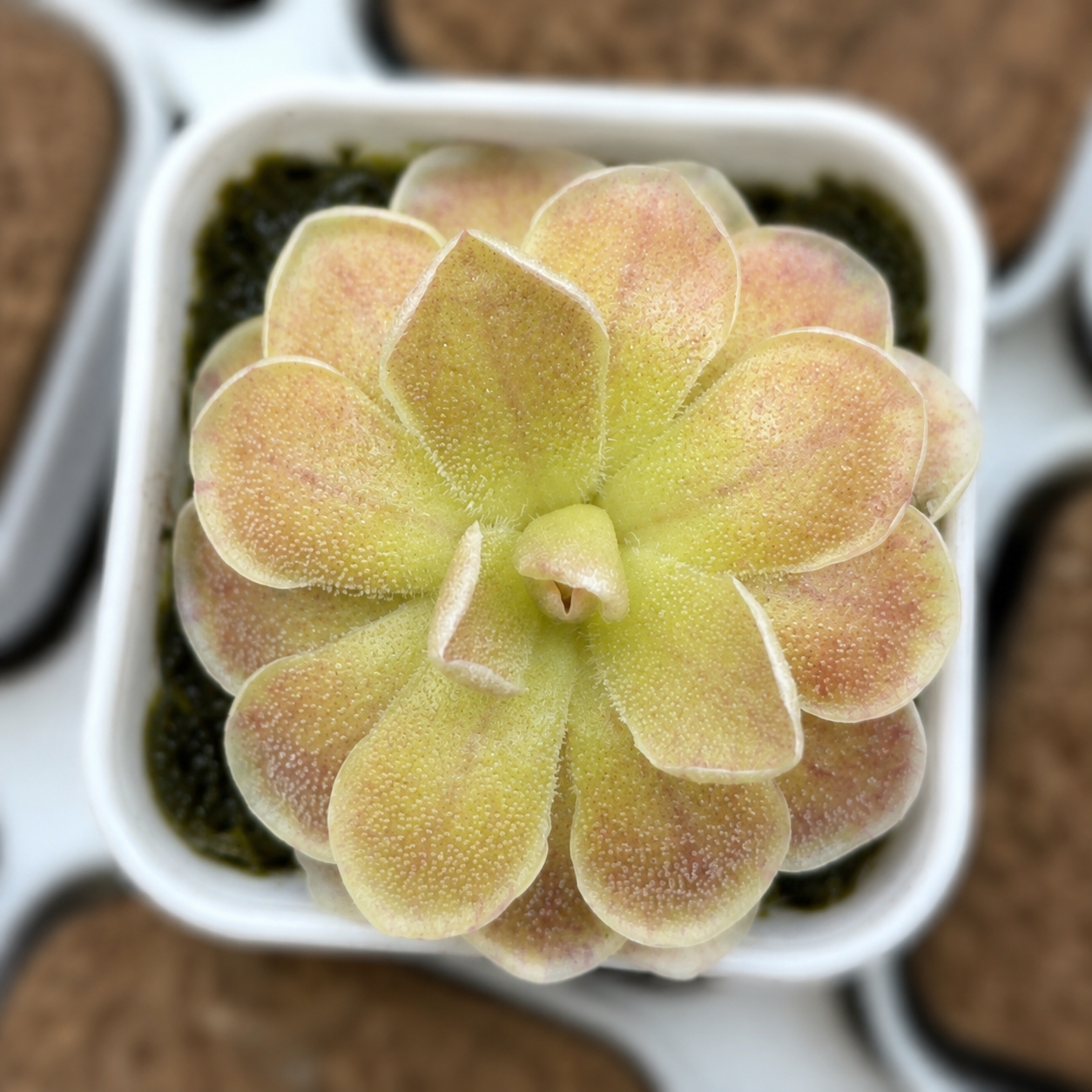 Pinguicula ehlersiae (Butterwort)