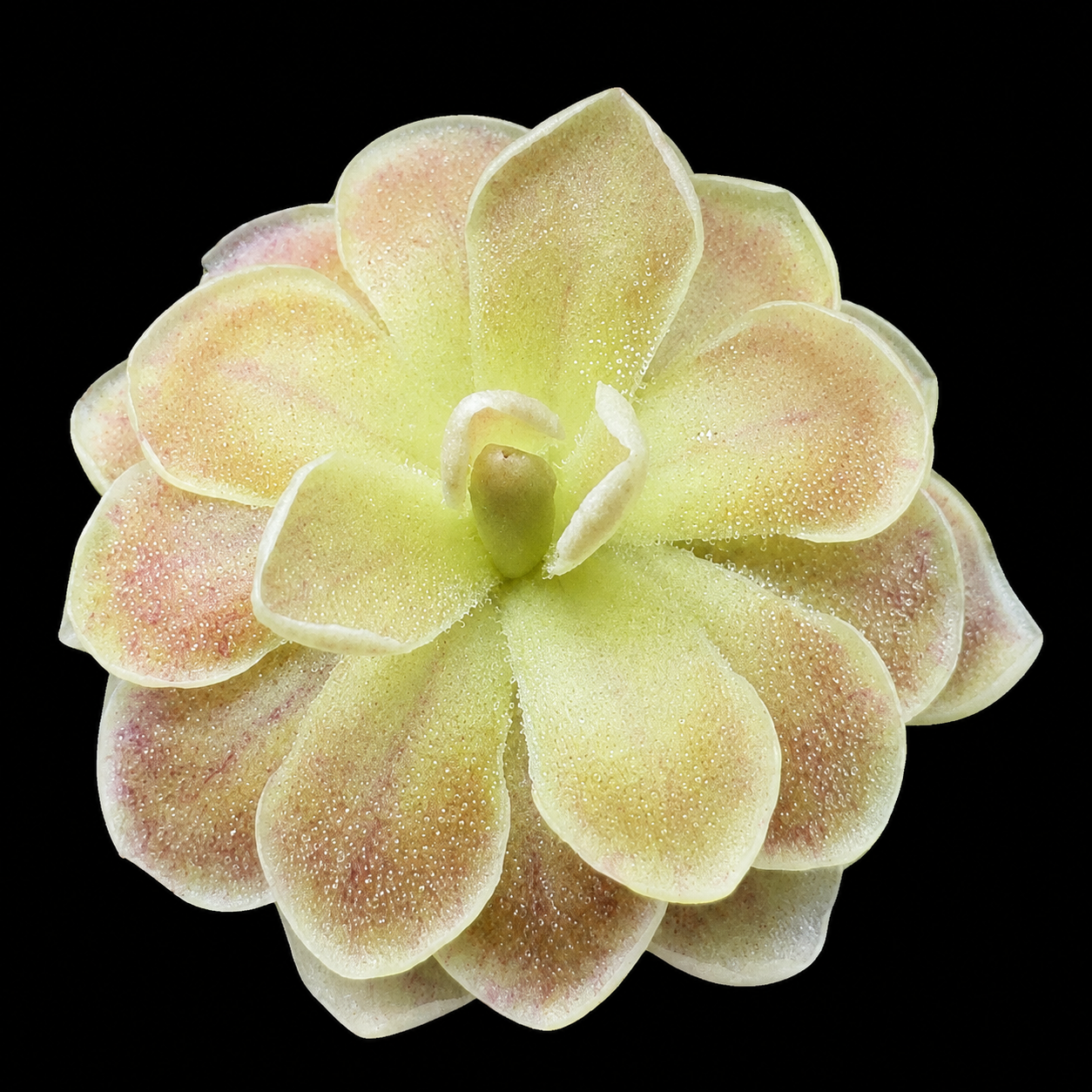 Pinguicula ehlersiae (Butterwort)