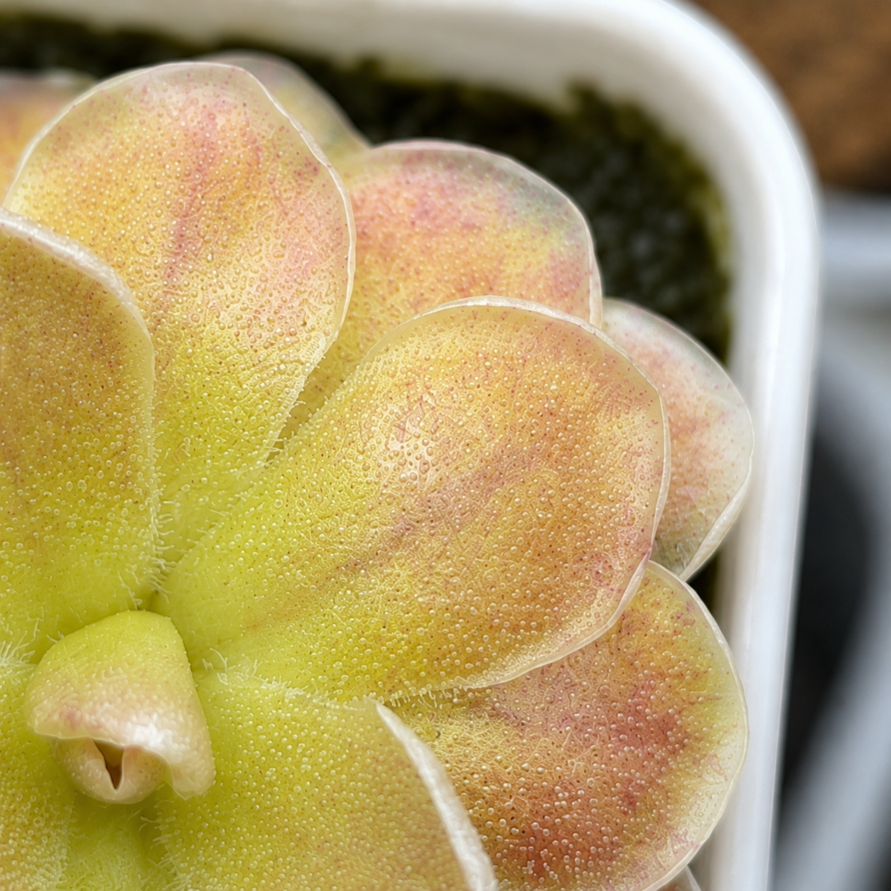 Pinguicula ehlersiae (Butterwort)