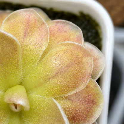 Pinguicula ehlersiae (Butterwort)