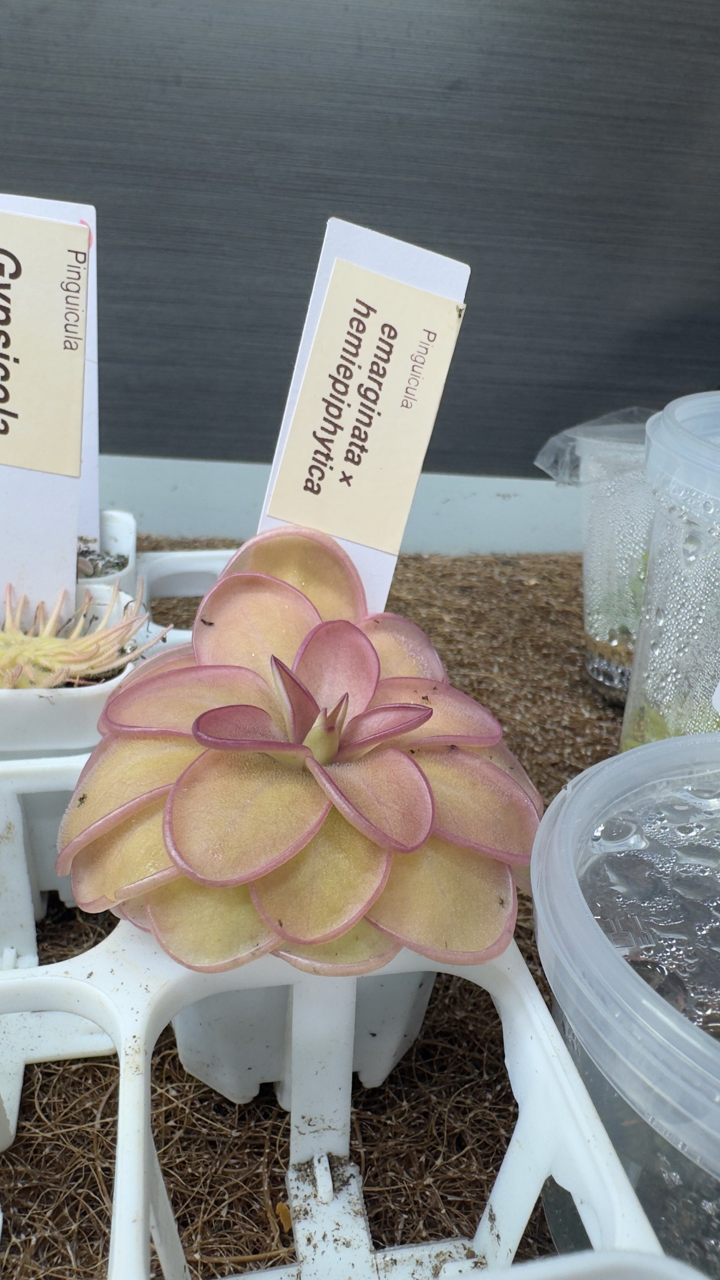 Pinguicula emarginata × Pinguicula hemiepiphytica (Butterwort)