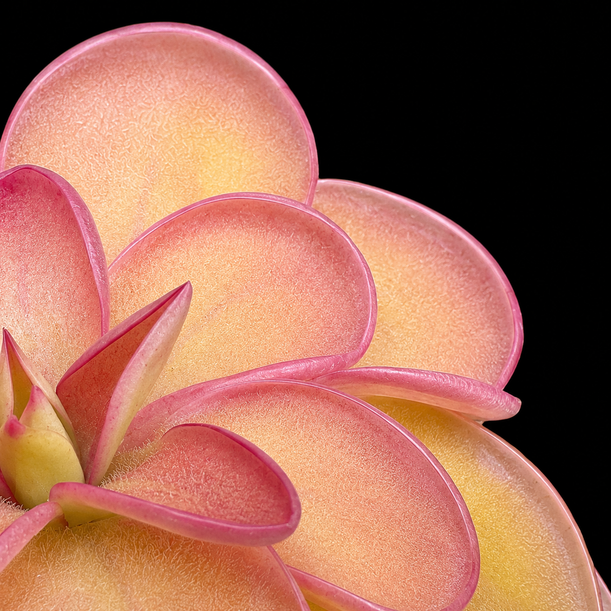Pinguicula emarginata × Pinguicula hemiepiphytica (Butterwort)