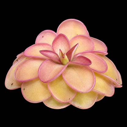 Pinguicula emarginata × Pinguicula hemiepiphytica (Butterwort)