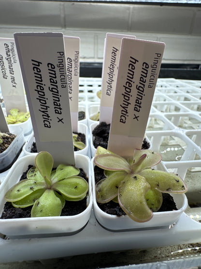 Pinguicula emarginata × hemiepiphytica