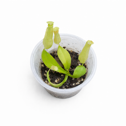 Nepenthes burbidgeae × edwardsiana