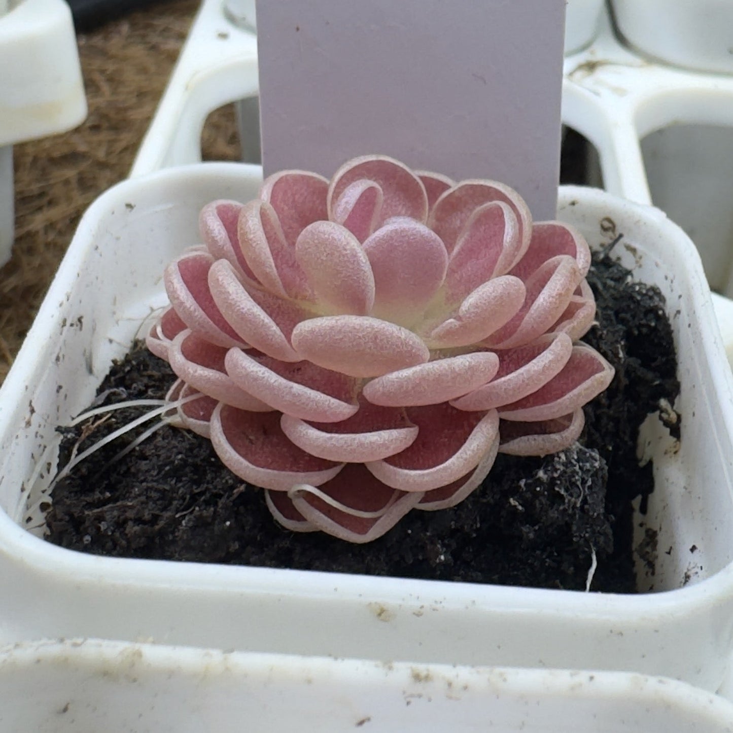 Pinguicula 'Florian' (P. debbertiana × P. esseriana) (Butterwort)
