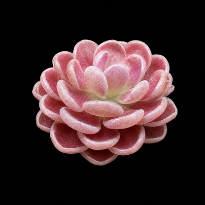 Pinguicula 'Florian' (P. debbertiana × P. esseriana) (Butterwort)