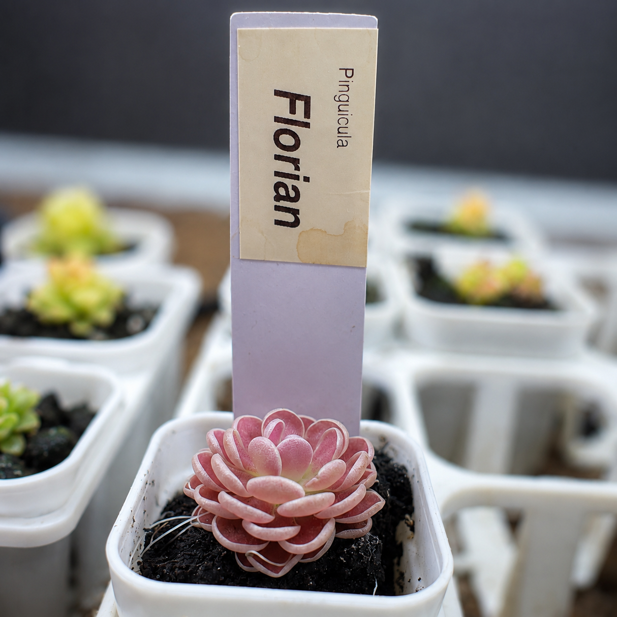 Pinguicula 'Florian' (P. debbertiana × P. esseriana) (Butterwort)