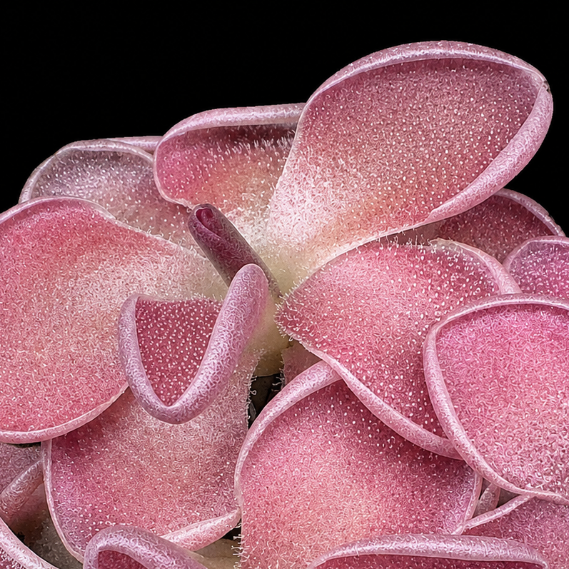 Pinguicula PE Formosa (Butterwort)