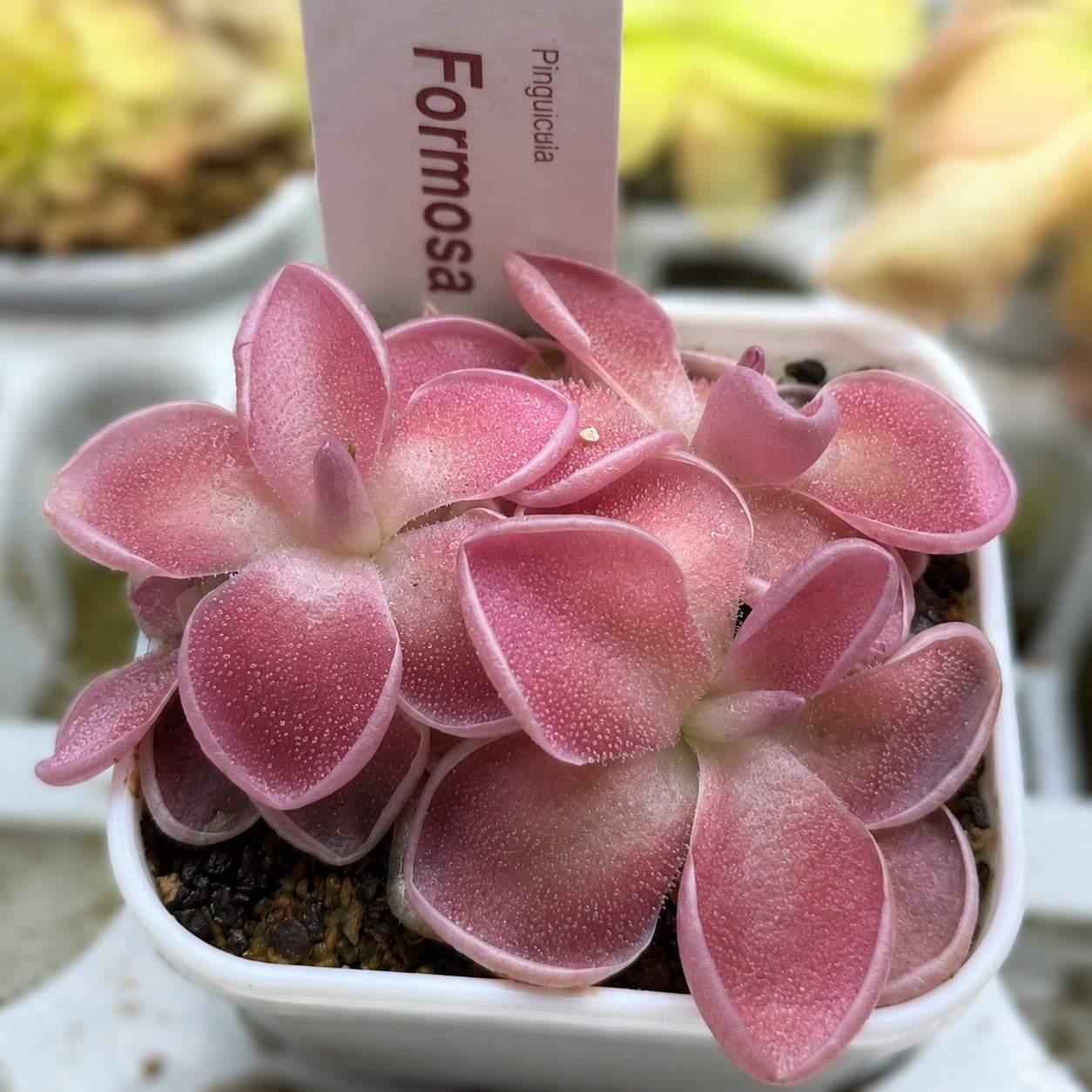 Pinguicula PE Formosa (Butterwort)
