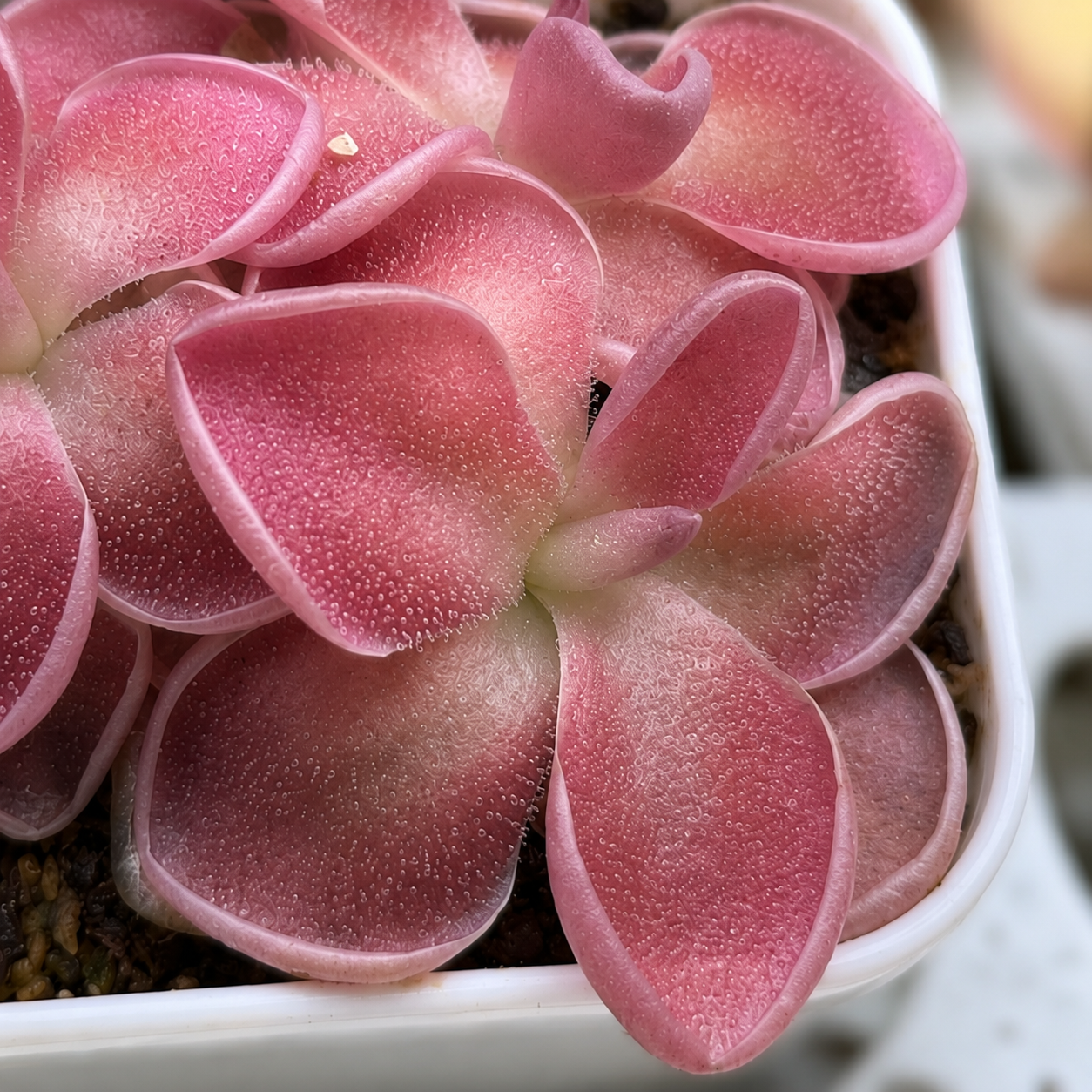 Pinguicula PE Formosa (Butterwort)